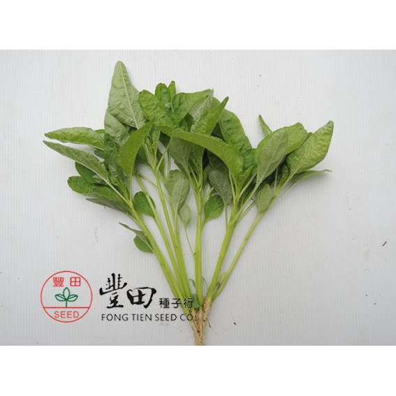【野菜部屋~】A17 青尖葉莧菜種子12.5公克 , 耐熱 , 莖葉柔嫩 , 每包16元~
