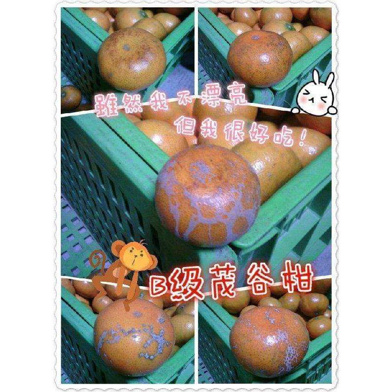 （已結束）【B級-20斤】2025古坑茂谷柑，酸甜好滋味，在地小農栽種，新鮮宅配~