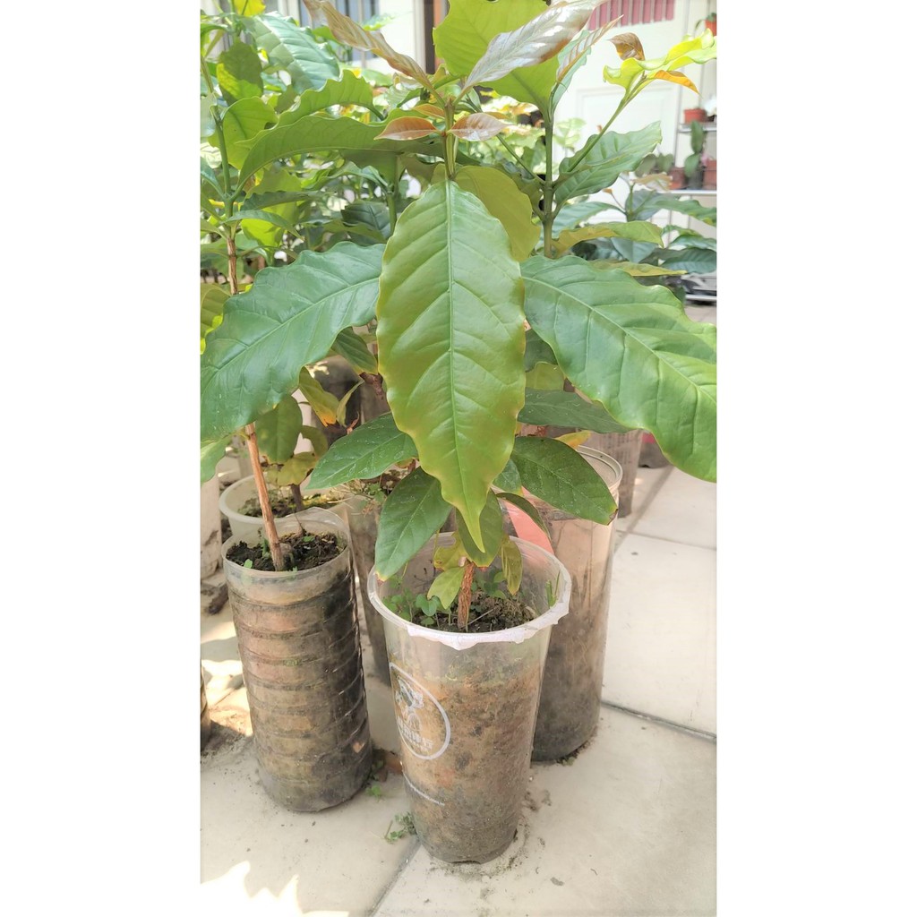亞力山大咖啡莊園   咖啡樹   ( 羅布斯塔 Robust 品種 株高50公分 )