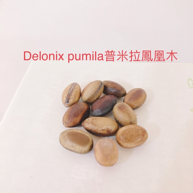 普米拉鳳凰木 Delonix pumila 種子