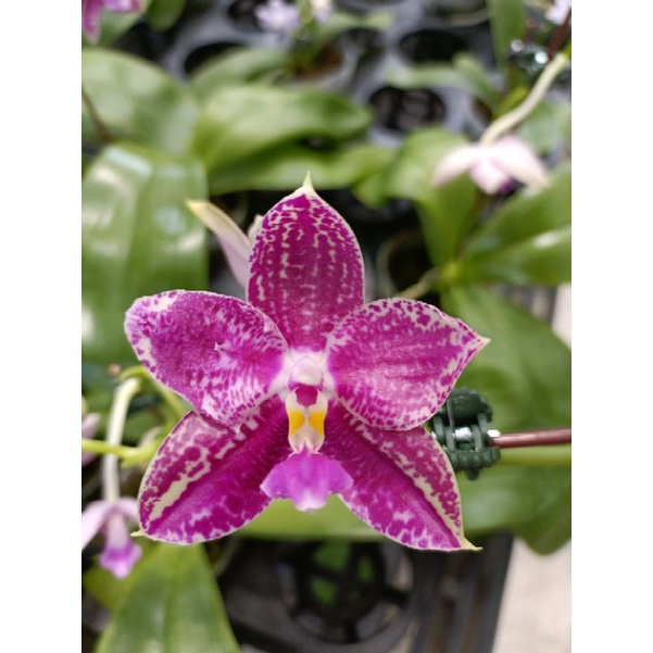 大眾蘭園  蝴蝶蘭 Phal. Lyndon Mix Zebra 林登斑馬  帶花植株