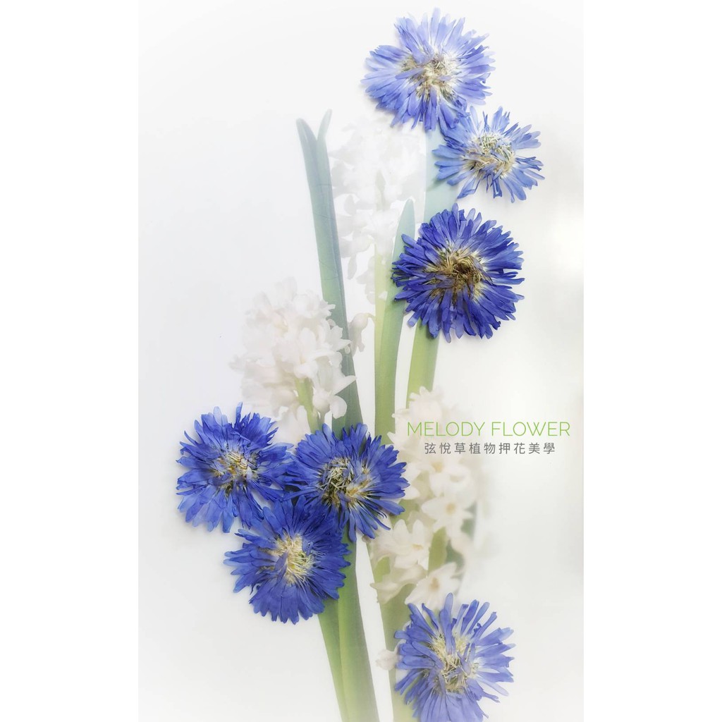 現貨供應24h快速出貨 藍孔雀帶枝珍珠花帶枝小蓬草帶枝鳞托菊迷你向日葵野草蕨葉血满草孔雀草小逢草