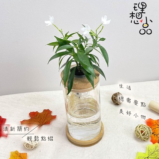 【理想小品】珍珠馬茶【現貨】會開花 水耕盆栽 玻璃圓柱瓶 無土種植 觀葉植物 室內植物 玻璃飾品 花盆 盆栽 植物