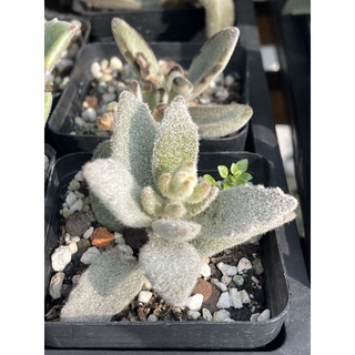 多肉植物 兔子系列 月兔 星兔 熊貓兔 無星兔 玫葉兔耳 黑兔 黃金兔 千葉兔耳 仙福兔 蝦皮購物
