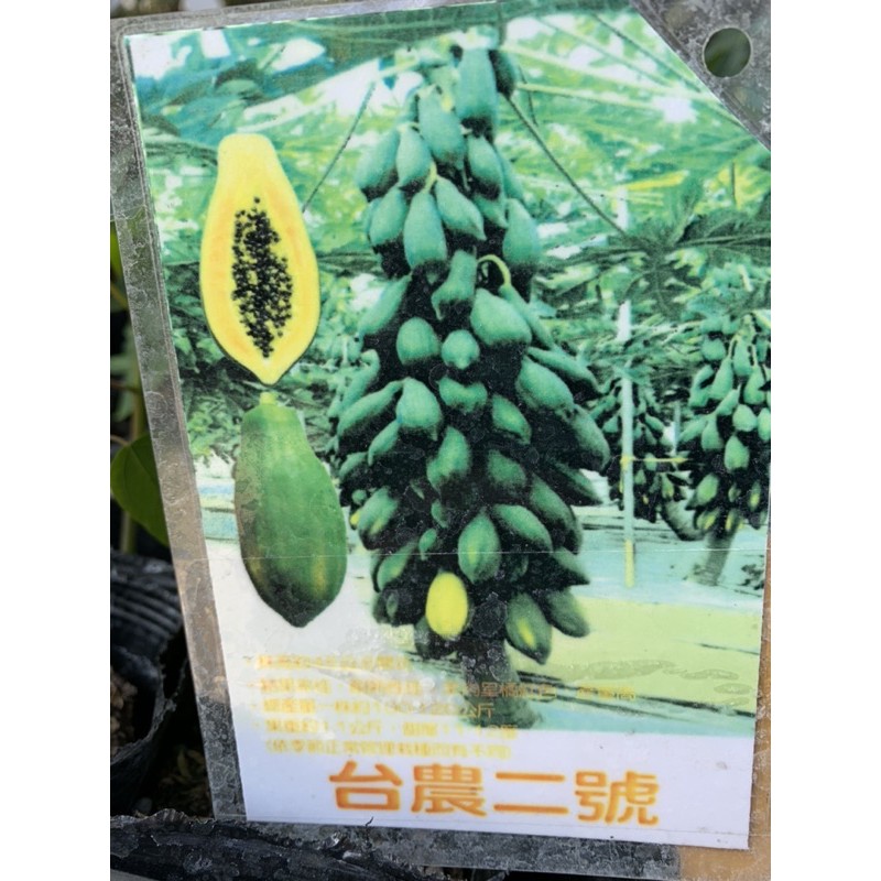 【花果聖地】～～台農二號木瓜 木瓜苗 水果苗 3.5寸黑軟盆