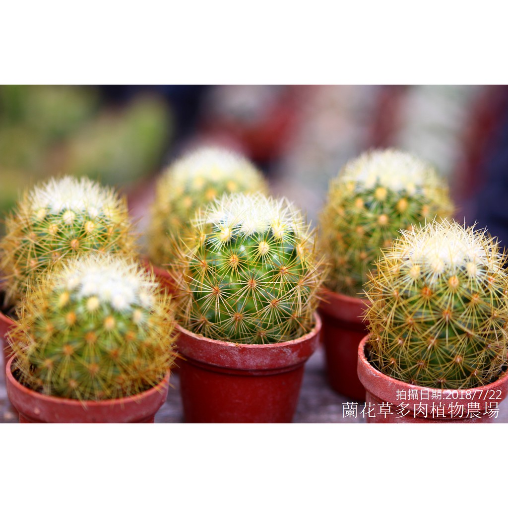 1吋迷你盆 大型黃金司 仙人掌科多肉植物 蘭花草園藝 蝦皮購物