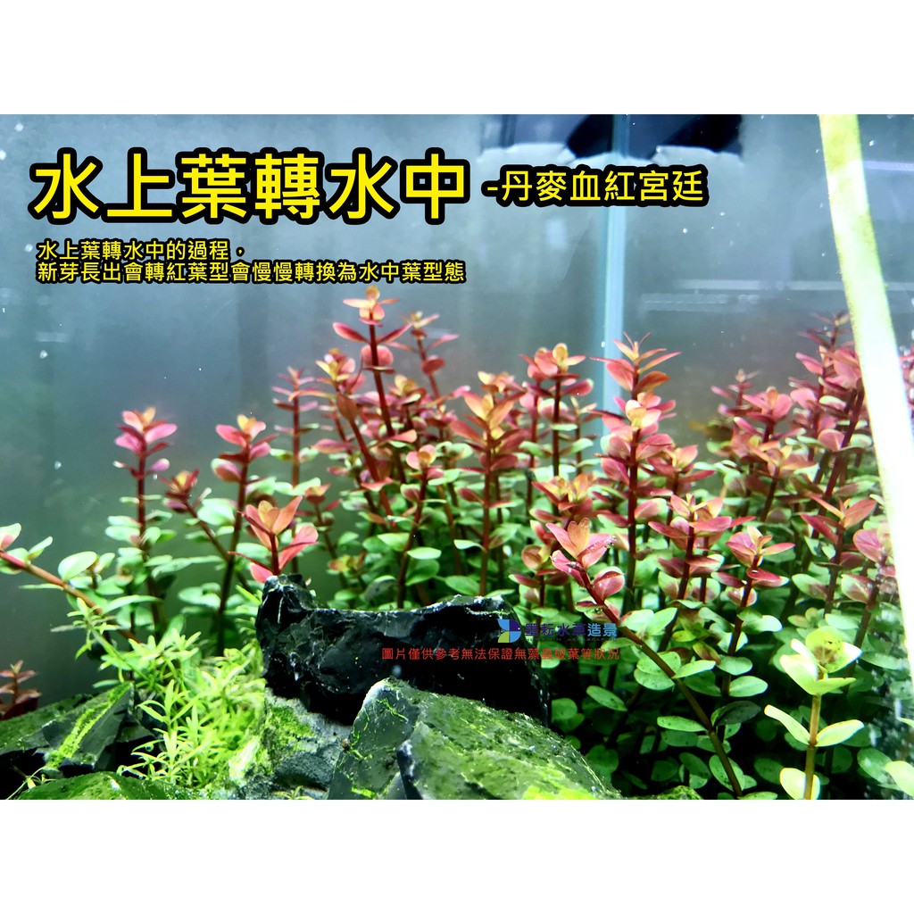 墨耘水草 正版 丹麥血紅宮廷 水上葉 10株 50 後景紅色耐熱不需co2 一般級 蝦皮購物