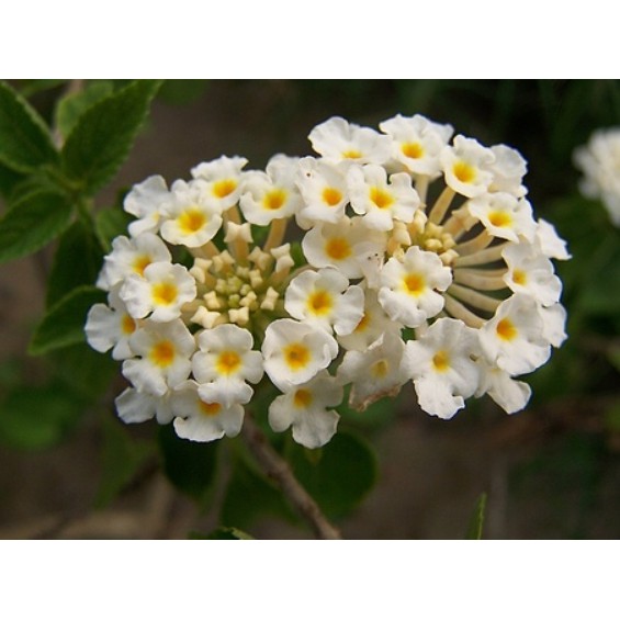 蝦皮購物 花得更少買得更好