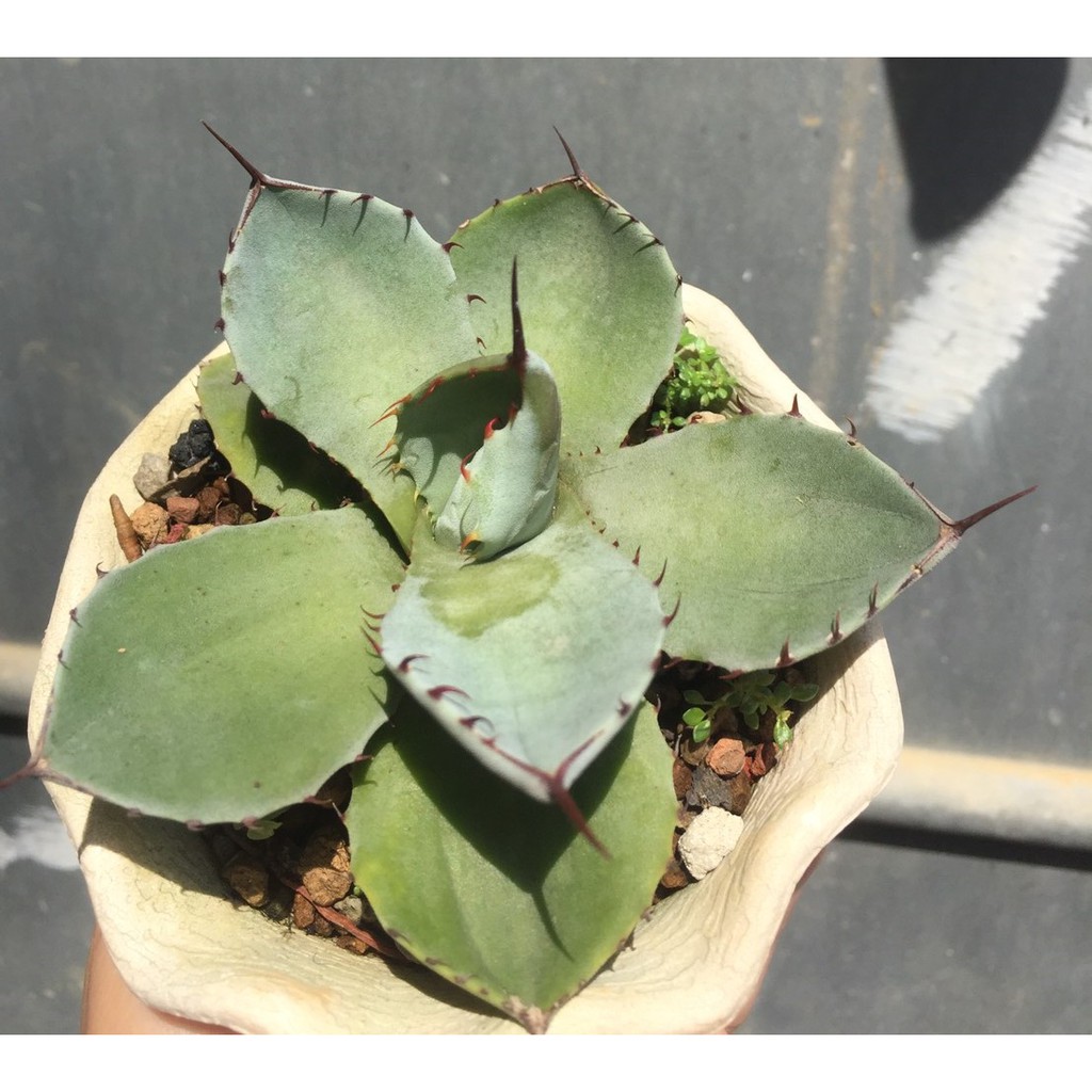 福克斯龍舌蘭多肉植物子株 蝦皮購物
