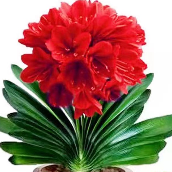 精品推薦 君子蘭花苗室内花卉盆栽種植四季花卉錄植蘭花苗易生易長95 蝦皮購物