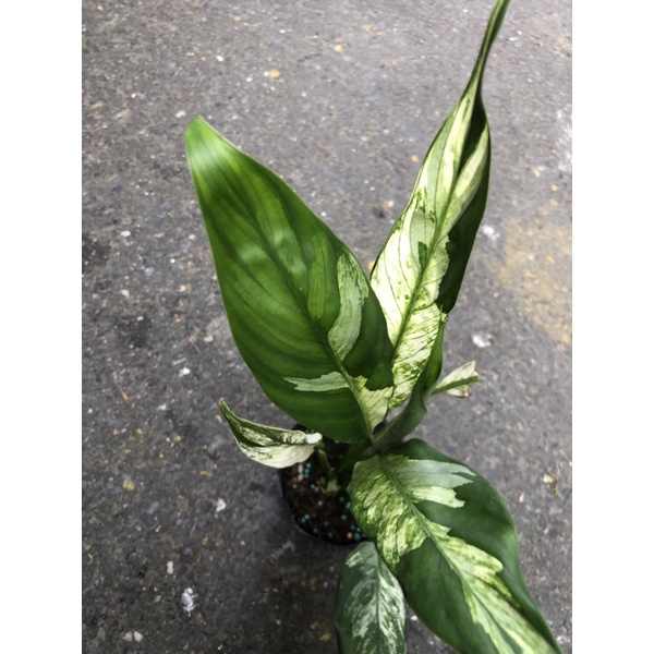 斑葉 白鶴芋  /3吋～🦩常綠觀葉植物⋯