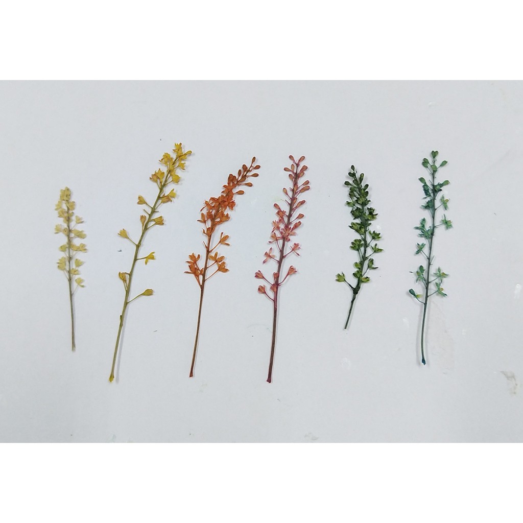 乾燥花押花材料染色藪珠珊瑚天然植物標本手作diy 押花畫材料 蝦皮購物