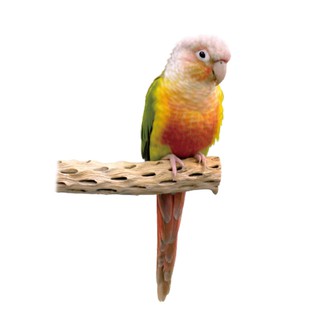 《寵物鳥世界》 Amigo阿迷購 美國帕麗 仙人掌棲木│鸚鵡 鳥棲木 站棒 天然棲木 AM0087 AM0088