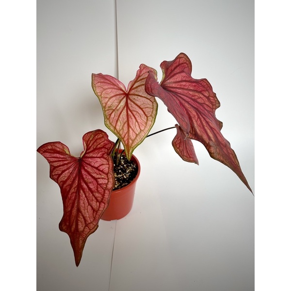 沙漠落日彩葉芋/4吋盆/帶球根/新手必養
