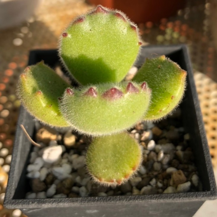 多肉植物 熊童子2吋 紅爪穩根渡夏木質化 蝦皮購物