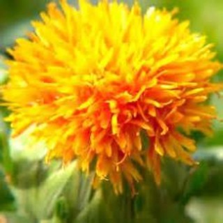 Q19-精製紅花籽油(Safflower Oil) -- 手工皂/保養品/清潔用品DIY原料