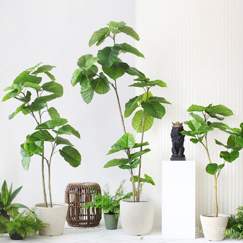 新款 熱銷仿真植物菩提樹新葉榕盆栽北歐家居客廳擺件裝飾假樹商鋪服裝店 蝦皮購物