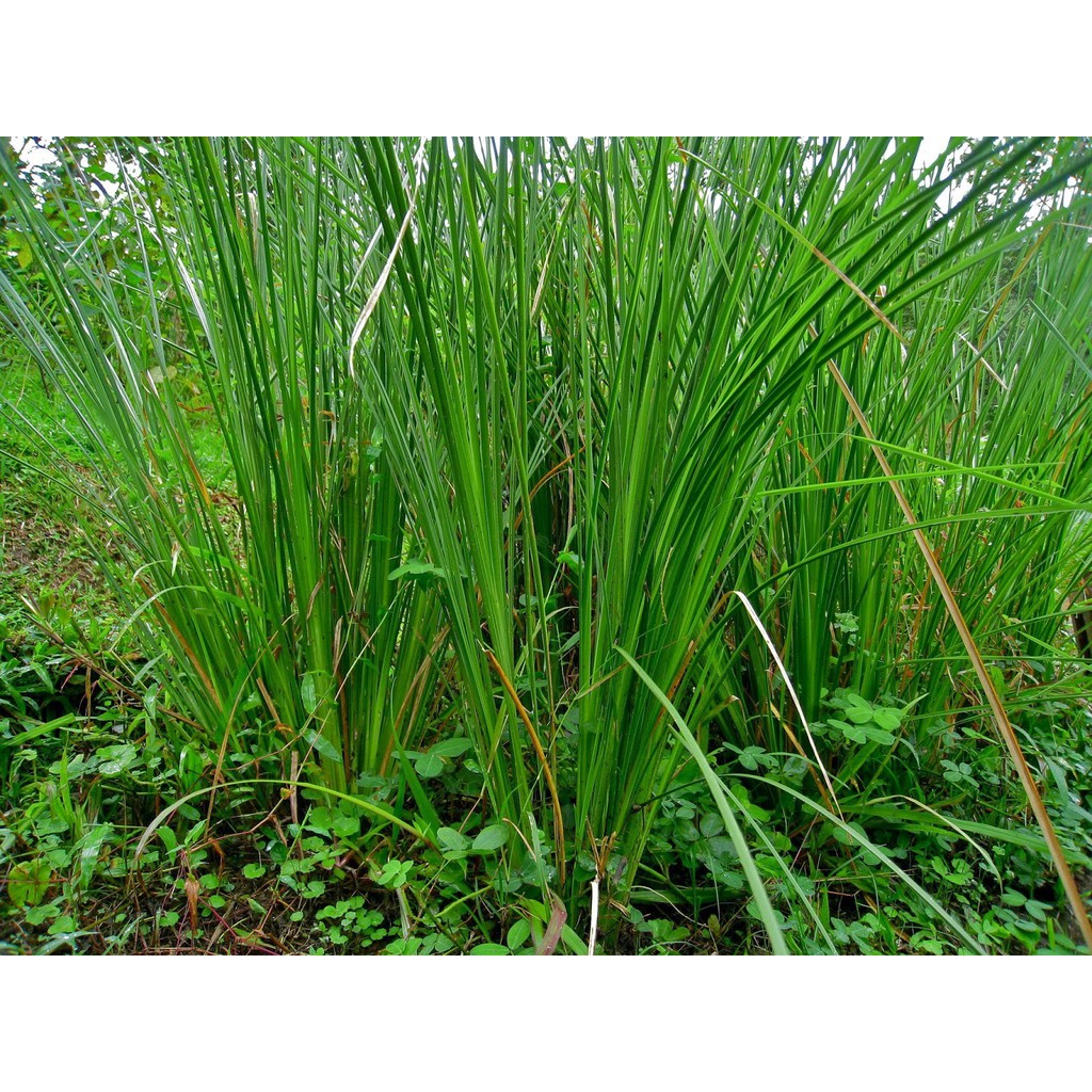 岩蘭草vetiver Vetiveria Zizanoides 蝦皮購物