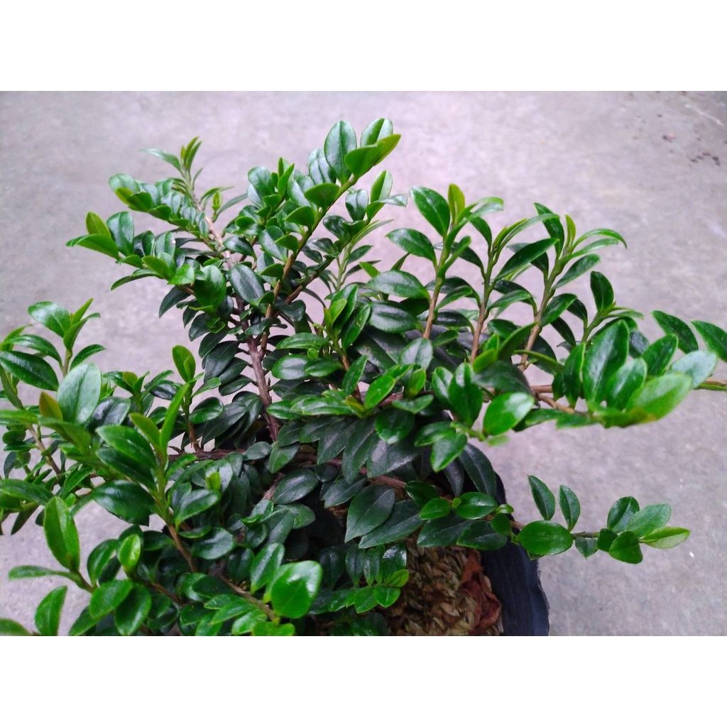 翠米茶 (3吋黑軟袋)⛺ 松柏植物