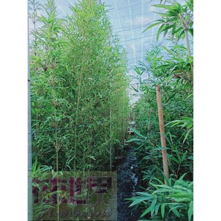 Samgreen 唐竹 5吋盆 高100cm 中國禪風 日式景觀 現代經典 蝦皮購物