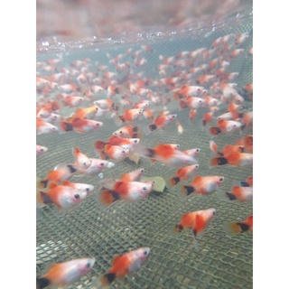 魚模型的價格推薦- 2021年11月 比價撿便宜