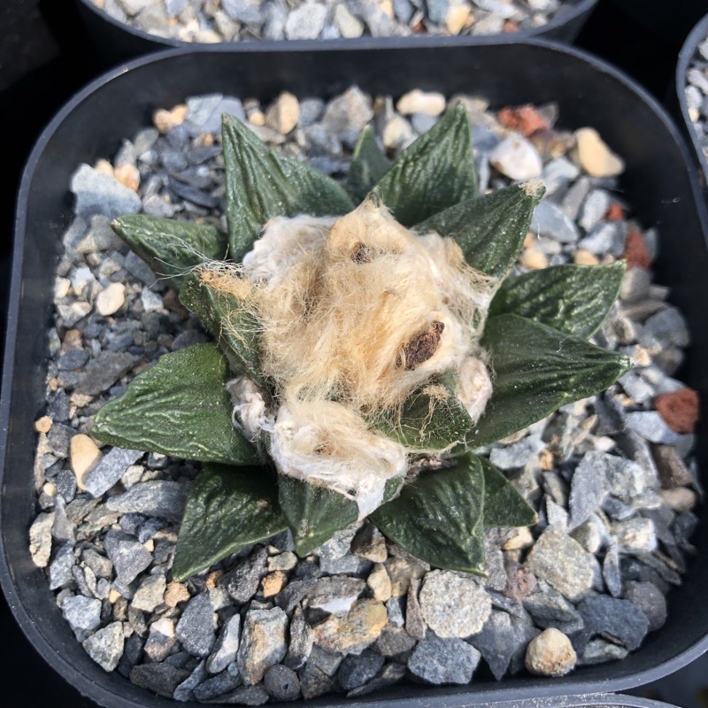 多肉植物仙人掌龍角牡丹交種實生 蝦皮購物
