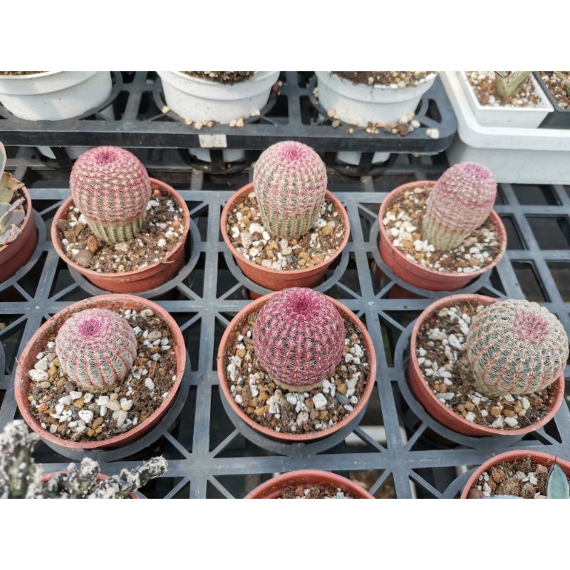 紫太陽仙人掌的價格推薦 22年3月 比價比個夠biggo