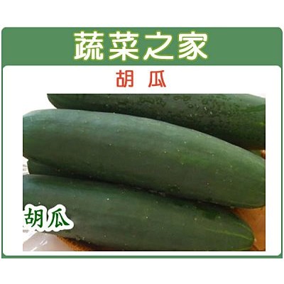 【蔬菜之家滿額免運】G12.胡瓜種子30顆(墨綠色外皮，兩端圓整，果形端直，果重約1公斤。)大黃瓜、大胡瓜果菜類種子