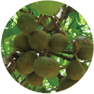 夏威夷核果油Macadamia Oil 250ml/100ml