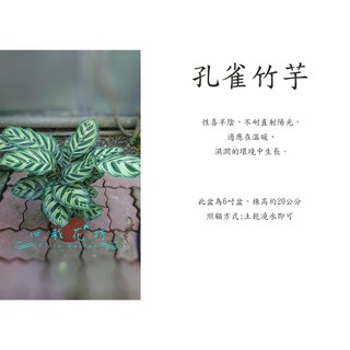 心栽花坊-孔雀竹芋/6吋盆/觀葉植物/室內植物/售價240特價200