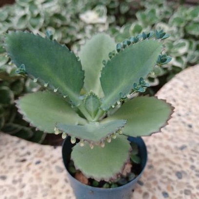 蕾絲姑娘蕾絲公主寬葉不死鳥多肉植物落地生根觀葉植物園藝植物 蝦皮購物