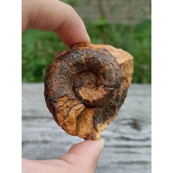 [程石] 馬達加斯加  管角石科/鸚鵡螺結核化石(Syringonautilidae)