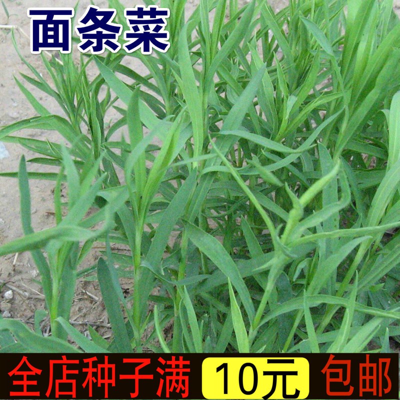 蟲蟲菜園 野生蔬菜種子面條菜種子野菜種子春秋季庭院陽臺盆栽四季播菜籽 蝦皮購物