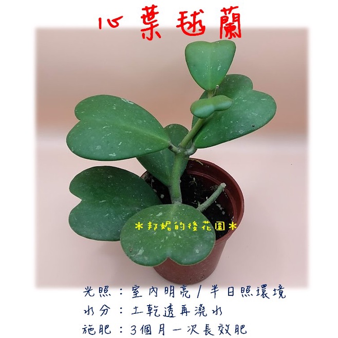 ✽ 邦妮的後花園 ✽ 斑葉毬蘭 / 心葉毬蘭 / 錦葉心毬 / 虎尾蘭 / 火狐狸 / 彩鳳 / 鉑金蔓綠絨  3吋盆
