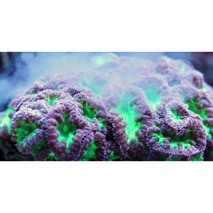 美國營養大師ocean Nutrition On全尺寸珊瑚口服飼料10g 珊瑚珊瑚飼料營養大師 蝦皮購物