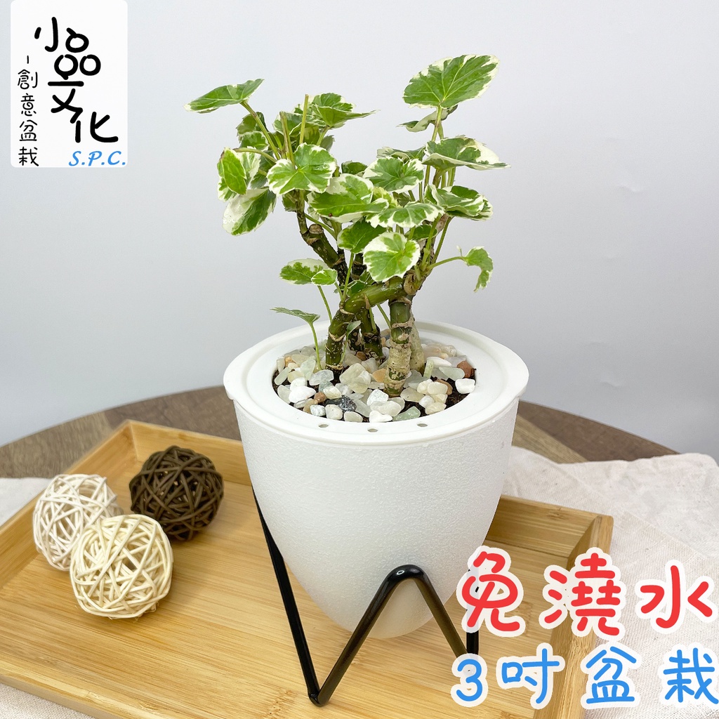 【小品文化】白雪福祿桐【現貨】3吋蛋型免澆水盆栽 懶人盆栽 觀葉植物 室內植物 自動吸水 創意花盆 居家辦公盆花