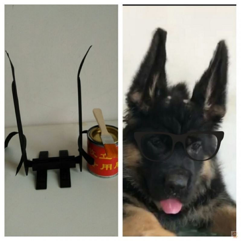 現貨配件狗狗立耳神器德牧豎耳器專用狗耳朵矯正杜賓馬犬豎耳專用幼犬耳貼 蝦皮購物
