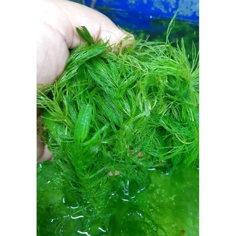 河馬水族 金魚草水蘊草水草魚缸水族米蝦金魚燈魚 高級飼料餌料 蝦皮購物