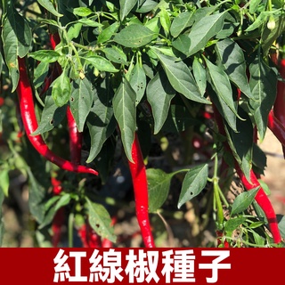超長香辣紅線椒種子 青線椒種子 春秋種植蔬菜種子 薄皮特長早熟種籽 陽臺盆栽 四季播辣椒種子 蔬菜種子