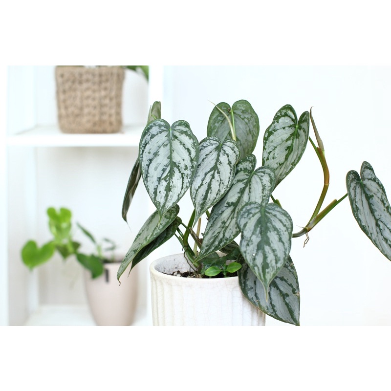 Philodendron brandtianum 白蘭地蔓綠絨