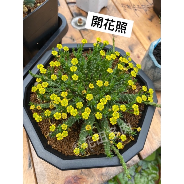 孔雀丸 3吋盆 多肉植物/仙人掌/大戟科