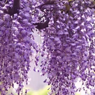 紫雲蔓 優惠推薦 22年10月 蝦皮購物台灣