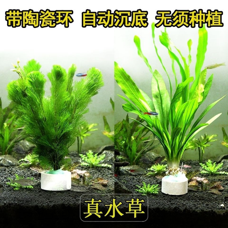 魚缸裝飾新手水草入門級懶人生態造景沉木水榕牛毛莫斯陰性真植物 蝦皮購物
