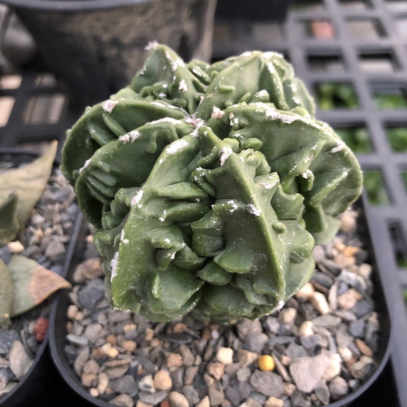 多肉植物仙人掌實生複隆鸞鳳玉恐龍複隆鸞鳳玉 蝦皮購物