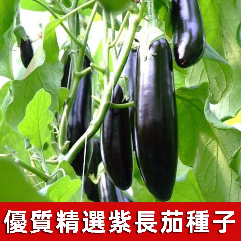 紫長茄子種子 四季圓頭茄 庭院園藝陽臺盆栽蔬菜種子易種