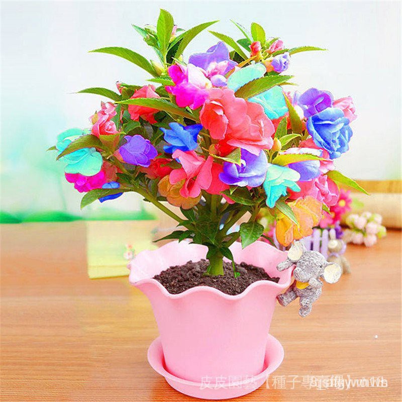 夯全網最多款種子夯重瓣鳳仙花種子指甲花四季易活茶花鳳仙盆栽花草花卉種籽jsdz 蝦皮購物