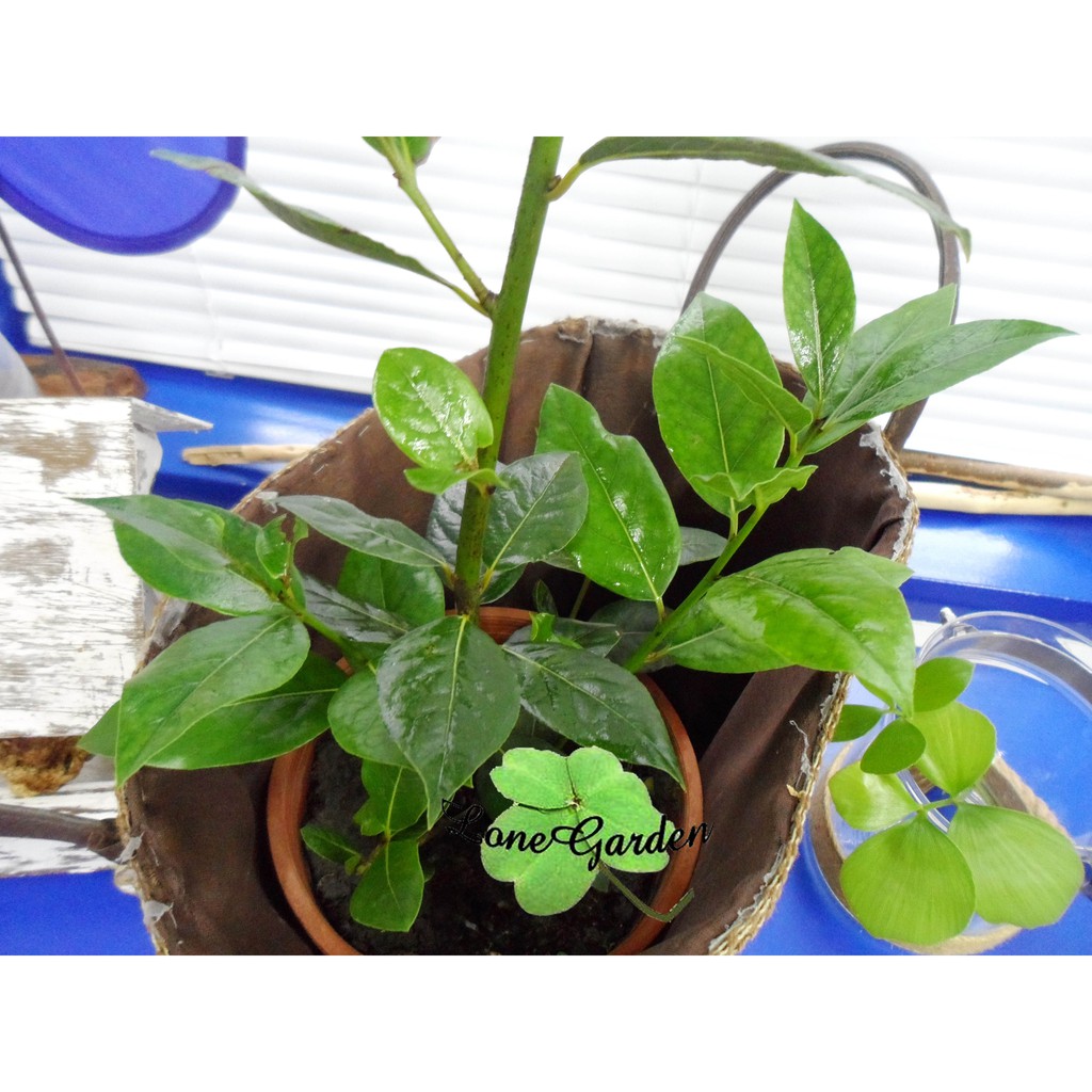 長榮 月桂樹 6吋香草植物桂冠樹甜月桂泡茶藥用驅米蟲灌木植物 蝦皮購物