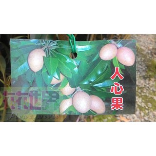 花花世界_水果苗**人心果**4.5吋盆/高60-80cm/營養豐富 /MA*不建議超取*