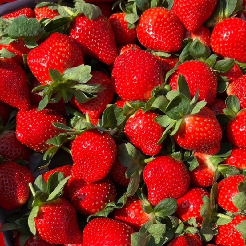 【盒裝 苗栗 大湖 草莓】 美姬品種 正對時 季節 限定 水果 新北限定