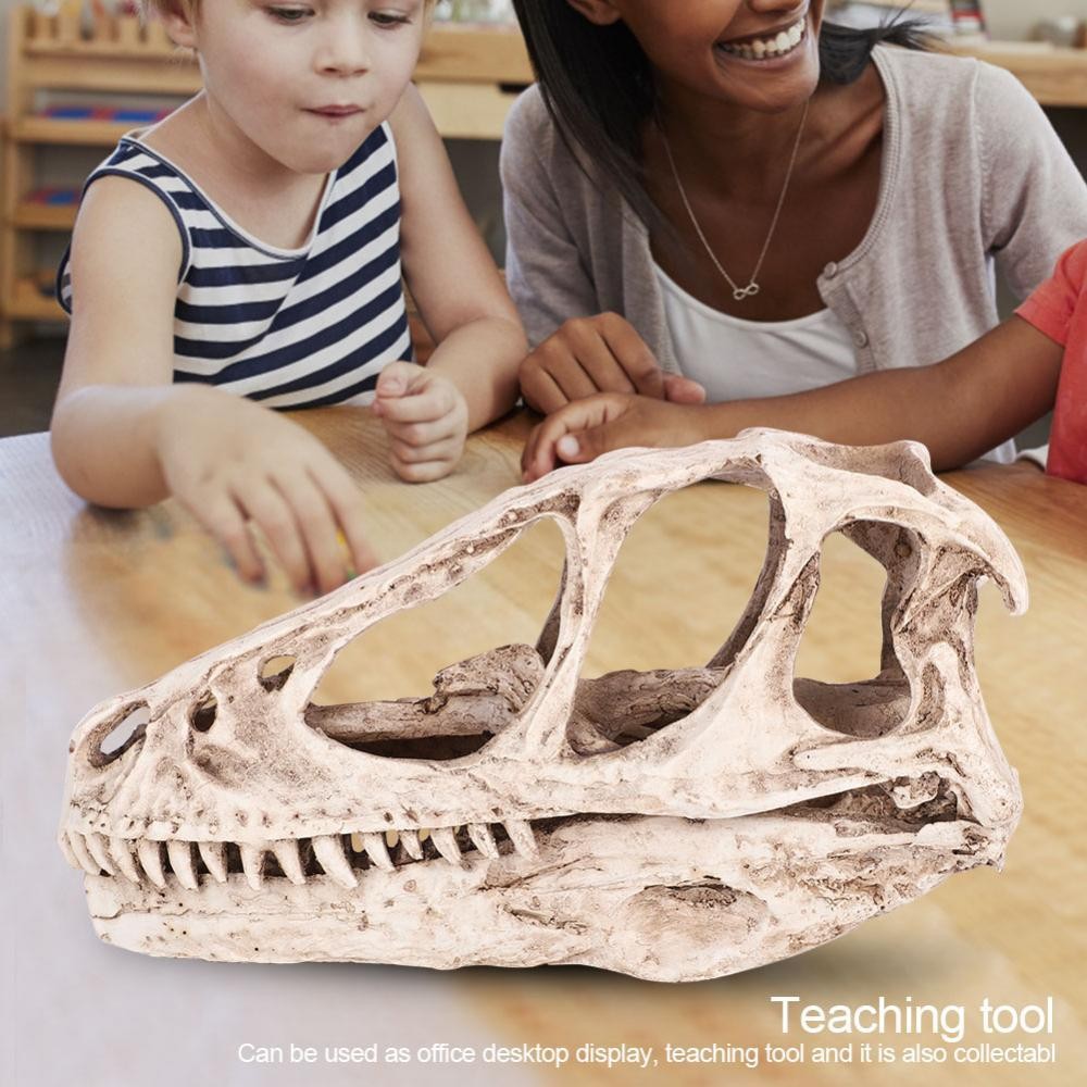 樹脂恐龍頭骨模型仿真動物頭骨裝飾工藝教學道具